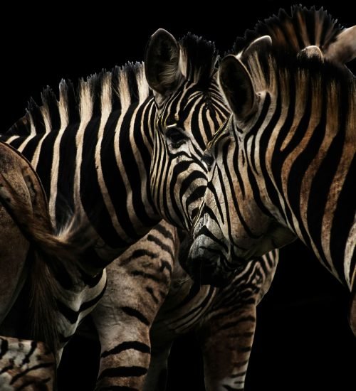 Herd of zebras standing side by side on a black background